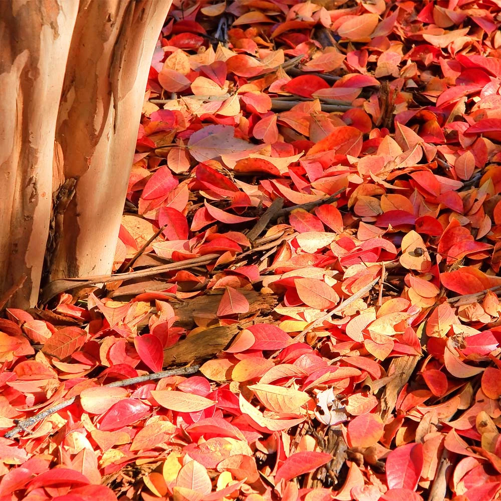 Muskogee Crape Myrtle Tree - Image 7