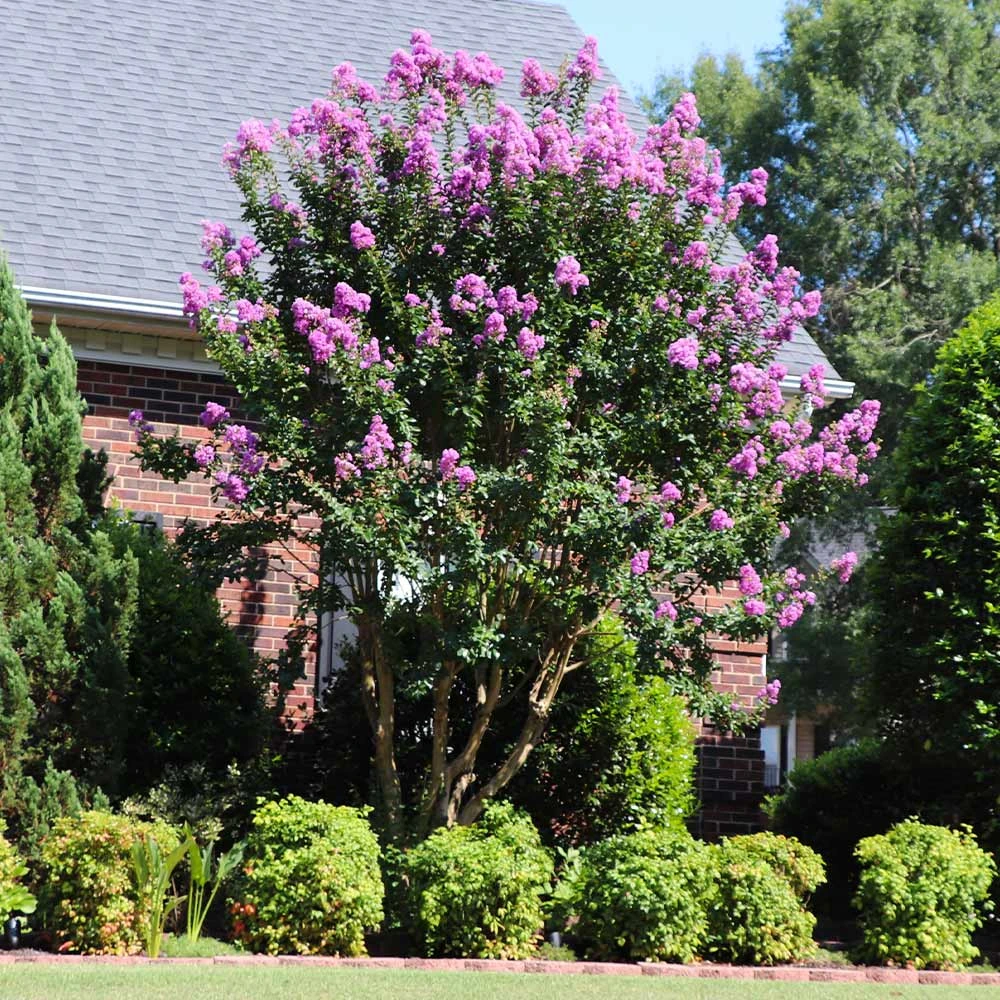 Muskogee Crape Myrtle Tree - Image 4