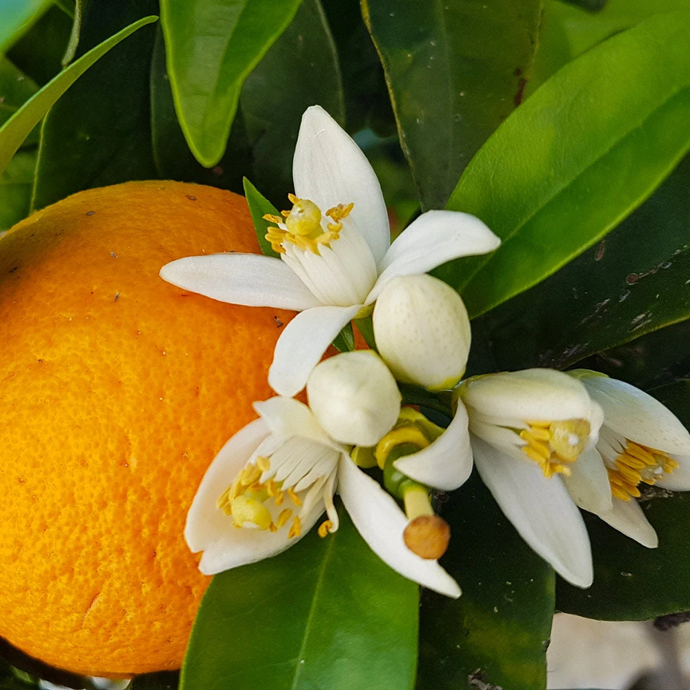 Navel Orange Tree - Image 3