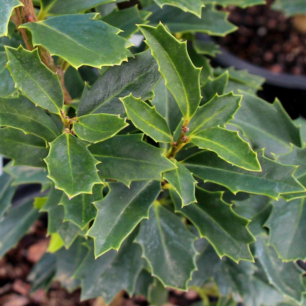 Oak Leaf™ Holly Tree - Image 3