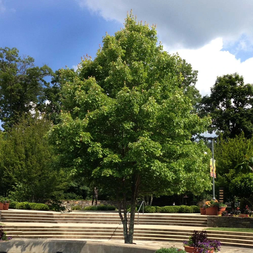 October Glory Red Maple Tree - Image 4