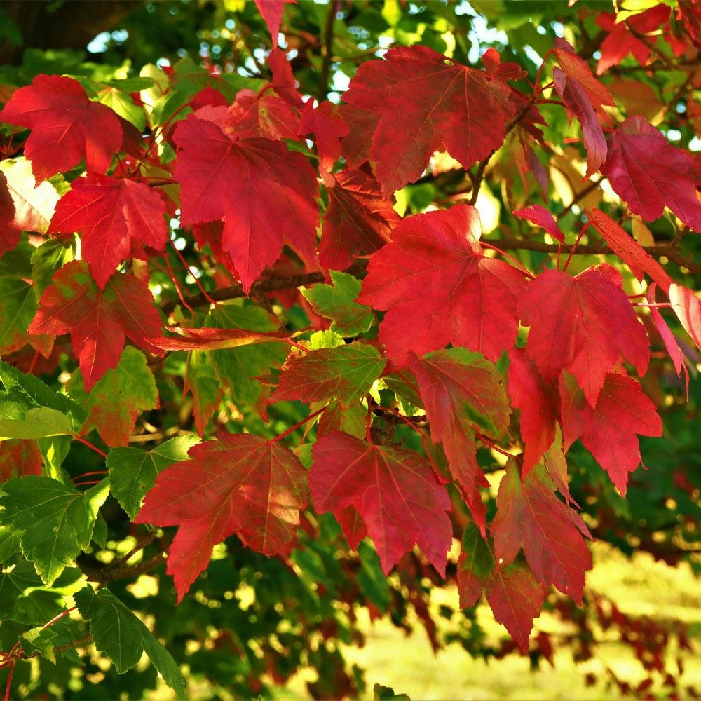 October Glory Red Maple Tree - Image 3