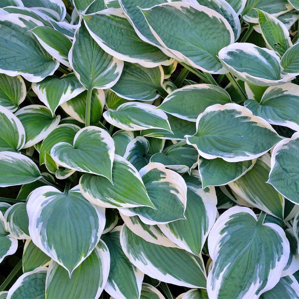 Patriot Hosta Plant - Image 3