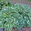 Patriot Hosta Plant