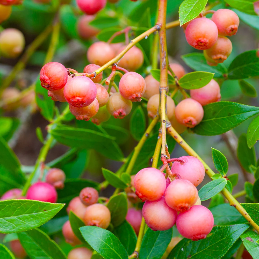 Pink Lemonade Blueberry Bush - Image 3