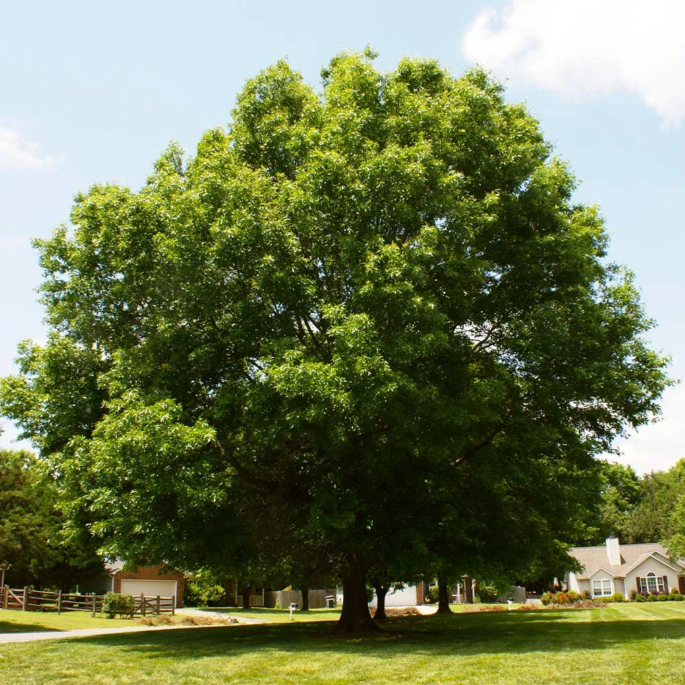 Pin Oak Tree - Image 2