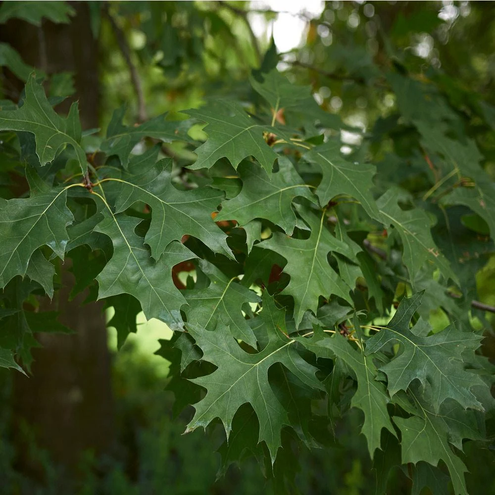 Pin Oak Tree - Image 4