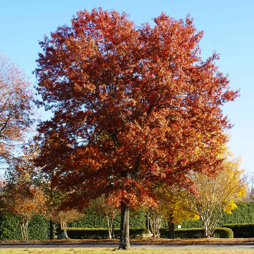 Pin Oak Tree - Image 5