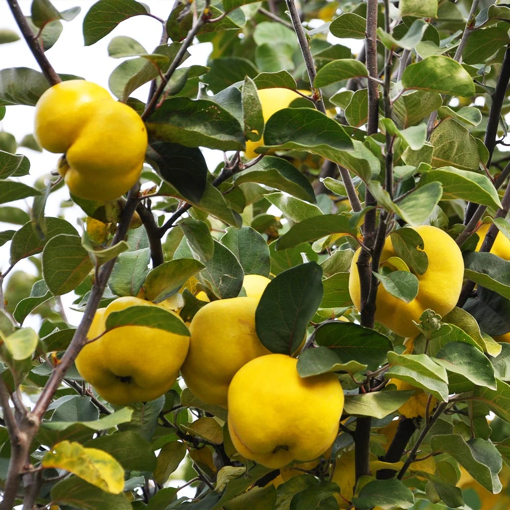 Pineapple Quince Tree - Image 5