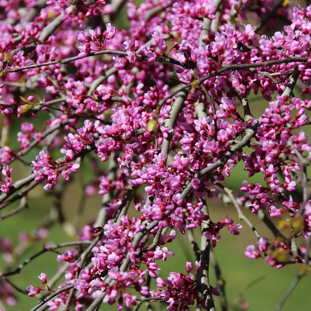 Pink Heartbreaker Redbud Tree - Image 3