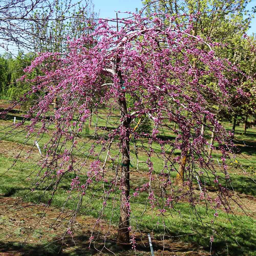 Pink Heartbreaker Redbud Tree - Image 2