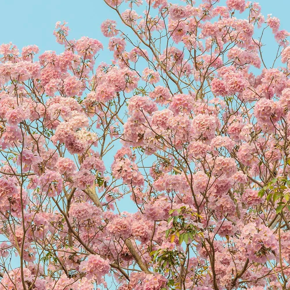 Pink Trumpet Tree - Image 4