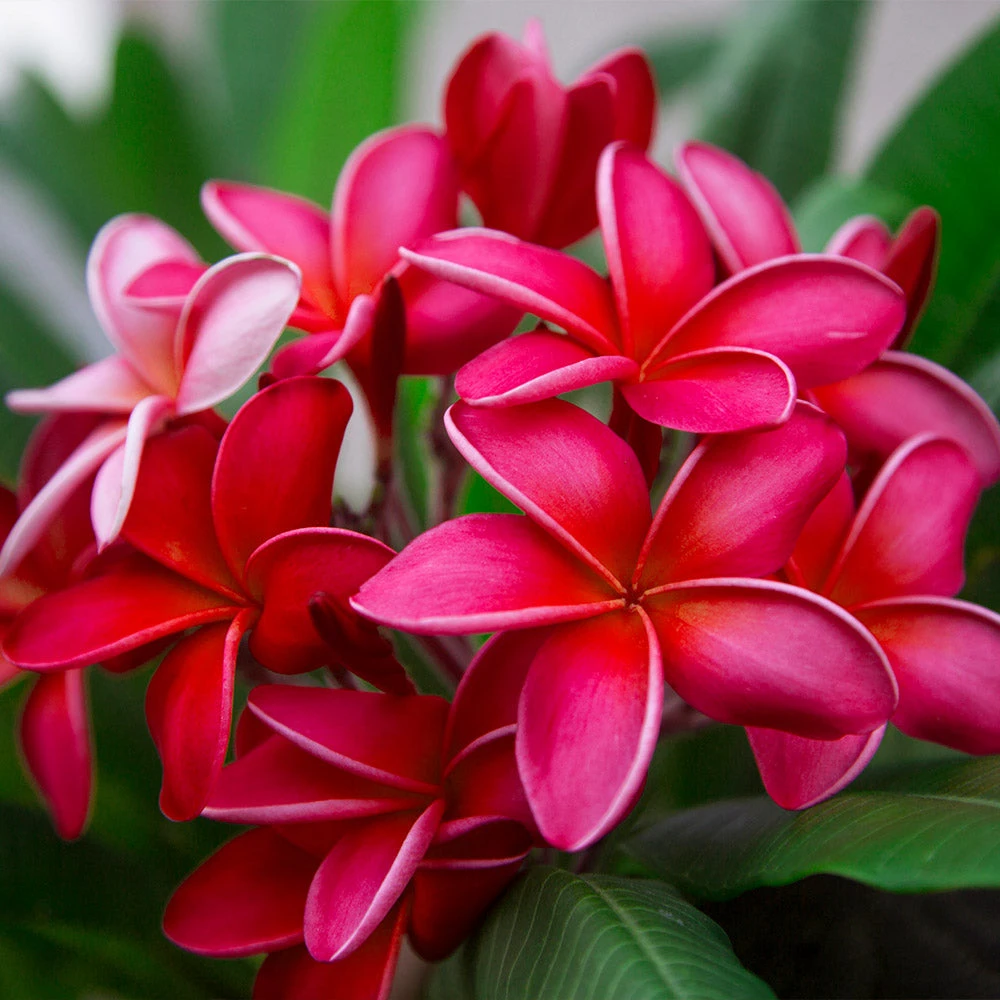 Plumeria - Image 5