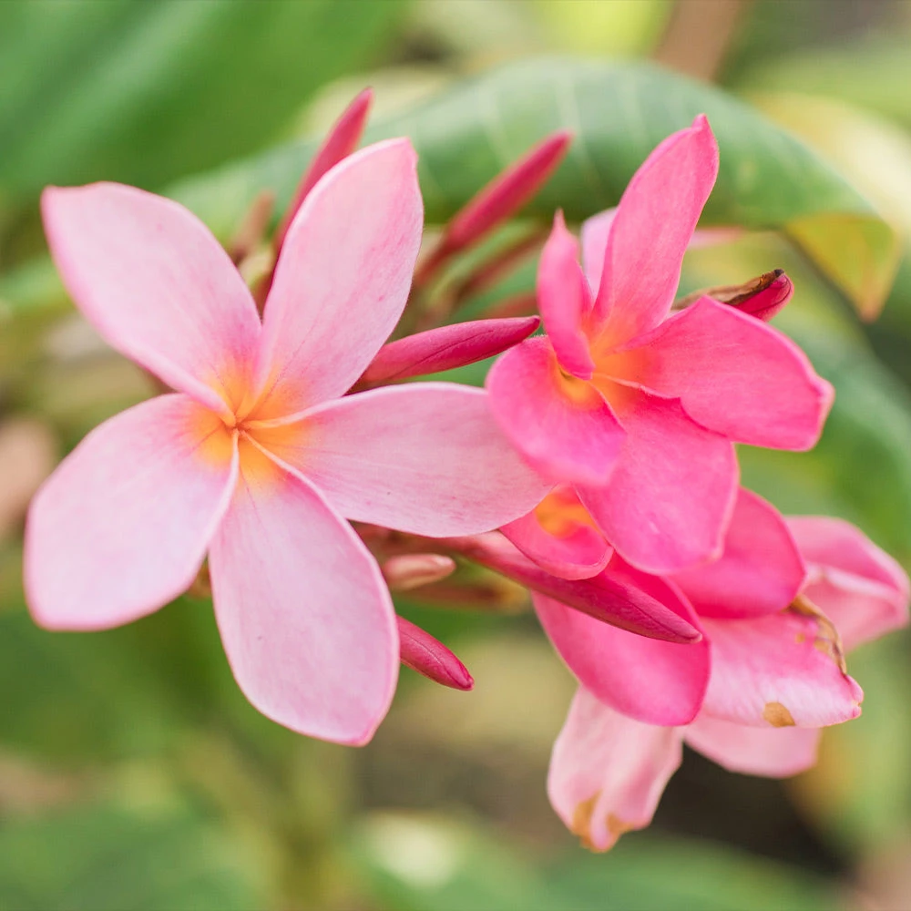 Plumeria - Image 4