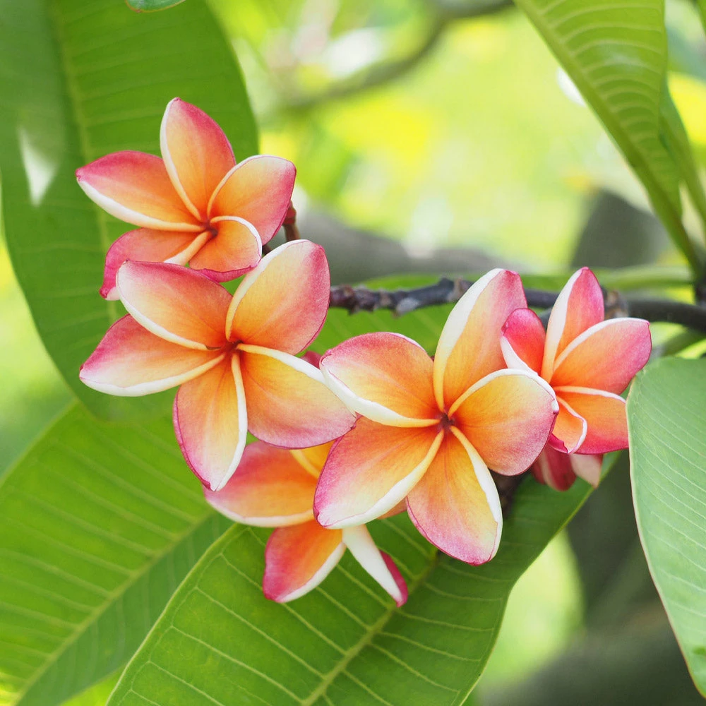 Plumeria - Image 2
