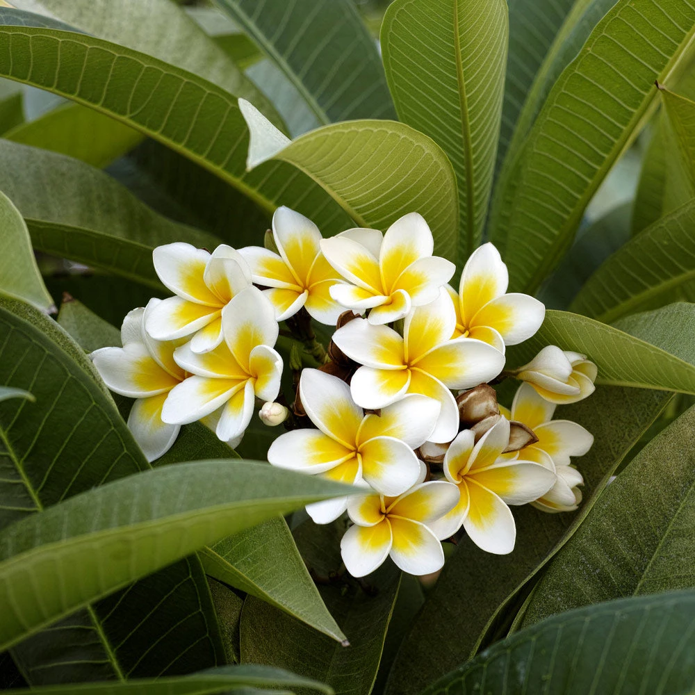 Plumeria - Image 3