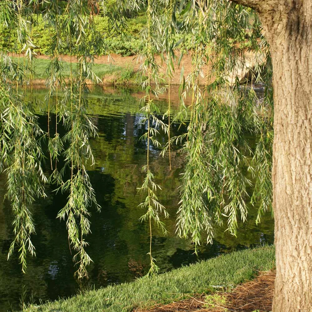 Prairie Cascade Weeping Willow - Image 4