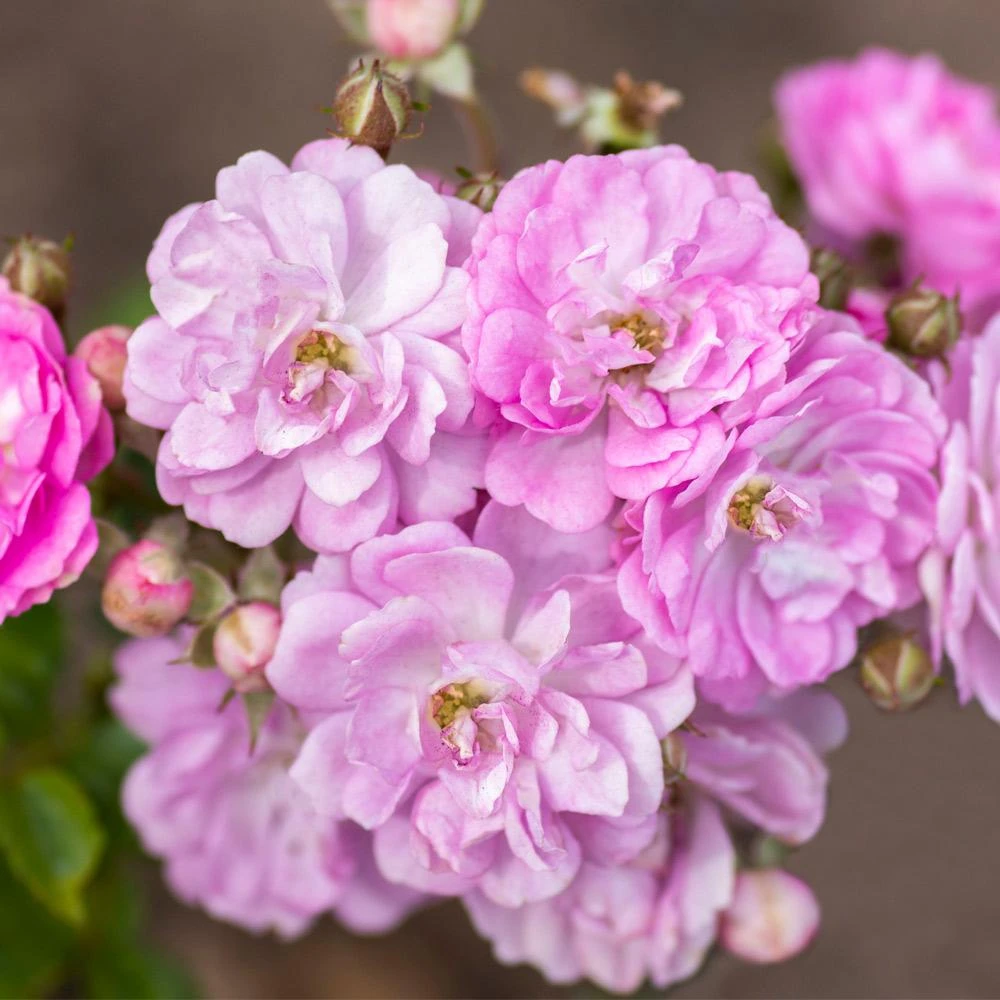 Pretty Polly® Lavender Rose - Image 2