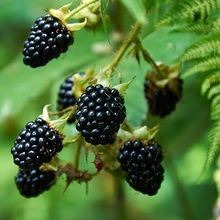 Prime Ark Freedom Blackberry - USDA Organic - Image 2