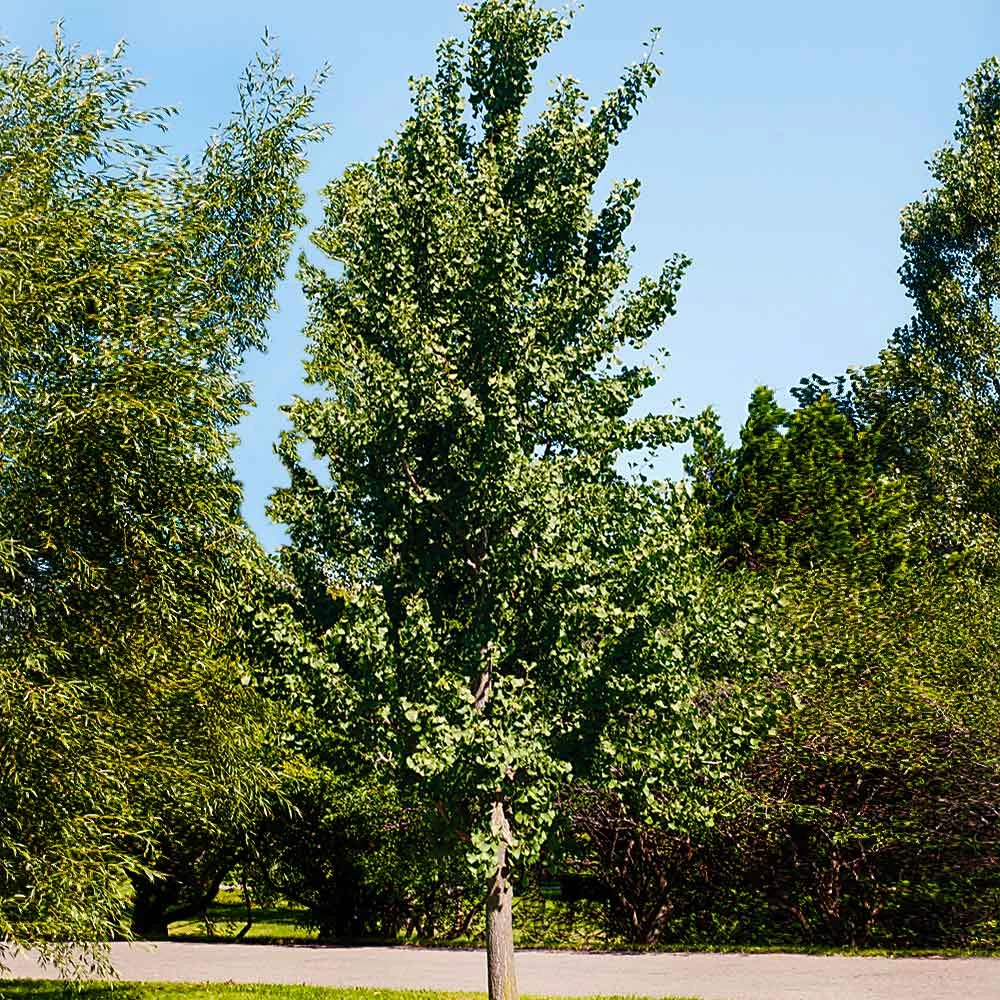 Princeton Sentry™ Columnar Ginkgo Tree - Image 3