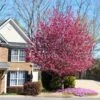 Profusion Crabapple Tree