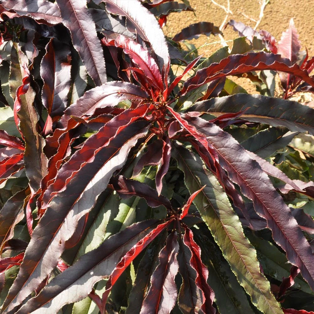 Ruby Ruffle™ Patio Peach Tree - Image 6