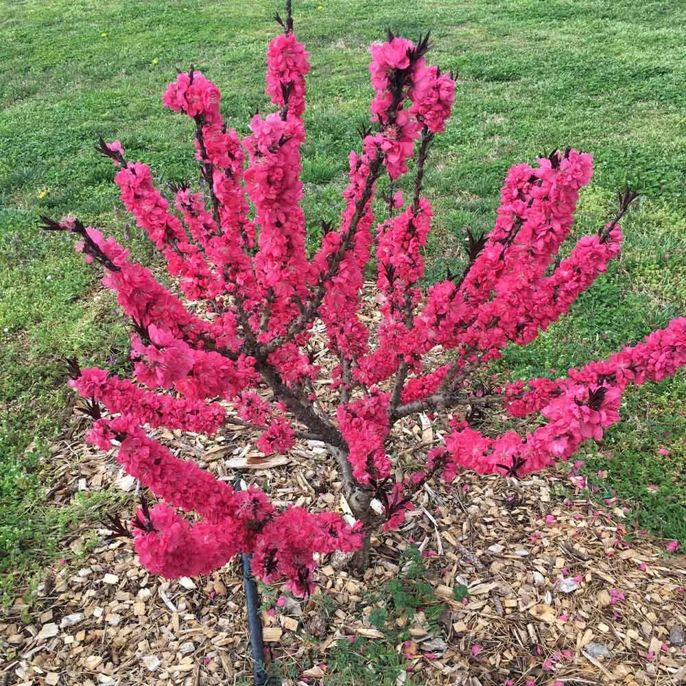 Ruby Ruffle™ Patio Peach Tree - Image 5