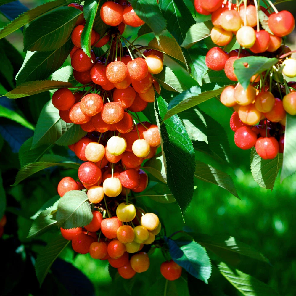 Rainier Cherry Tree - Image 3