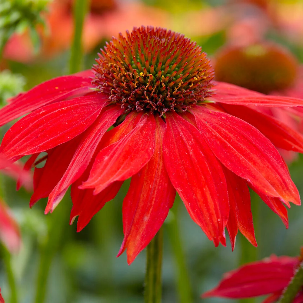 Sombrero® Salsa Red Coneflower - Image 3