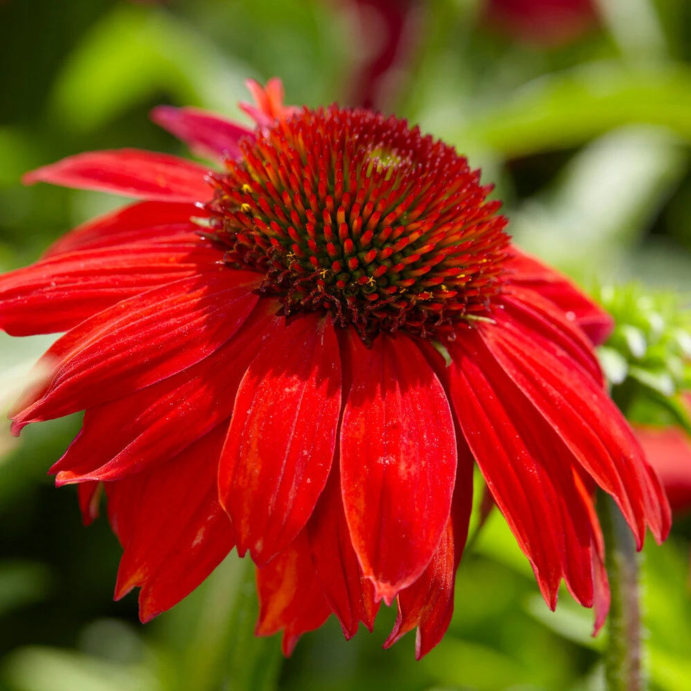 Sombrero® Salsa Red Coneflower - Image 4