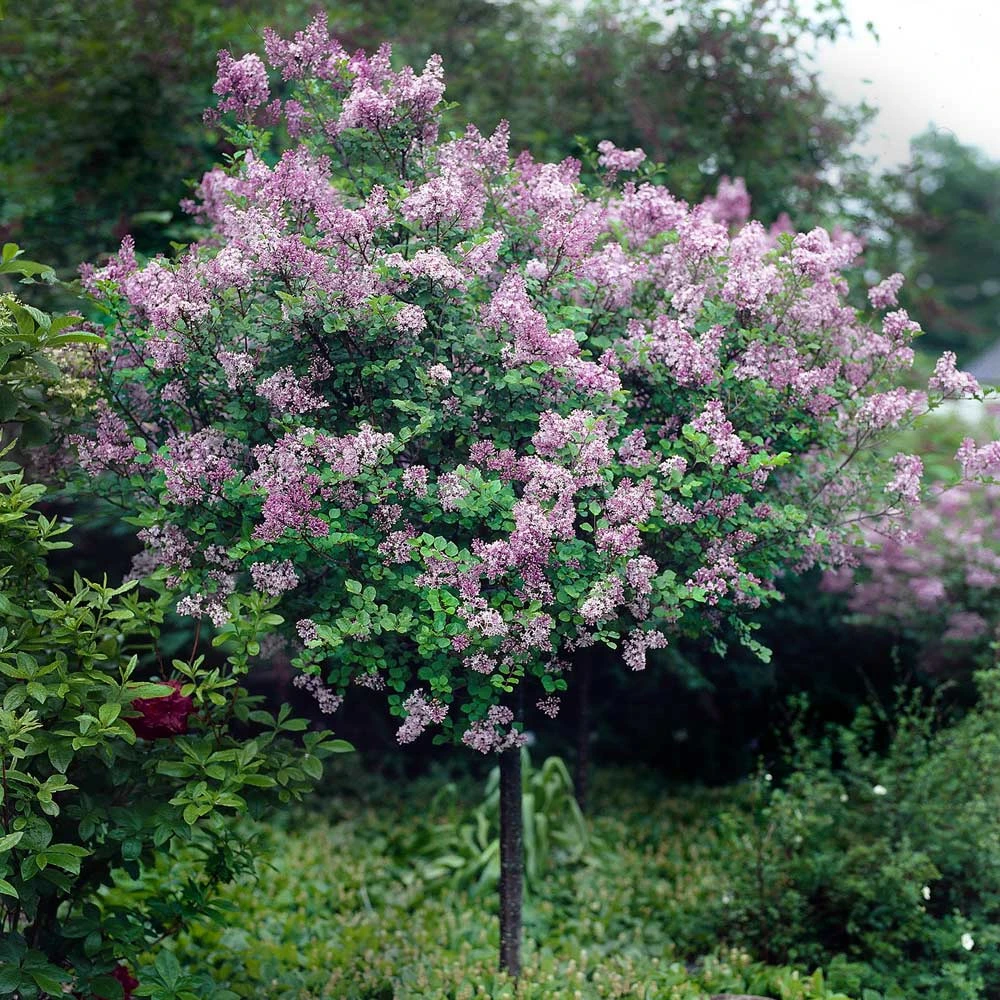 Red Pixie Lilac Tree - Image 4