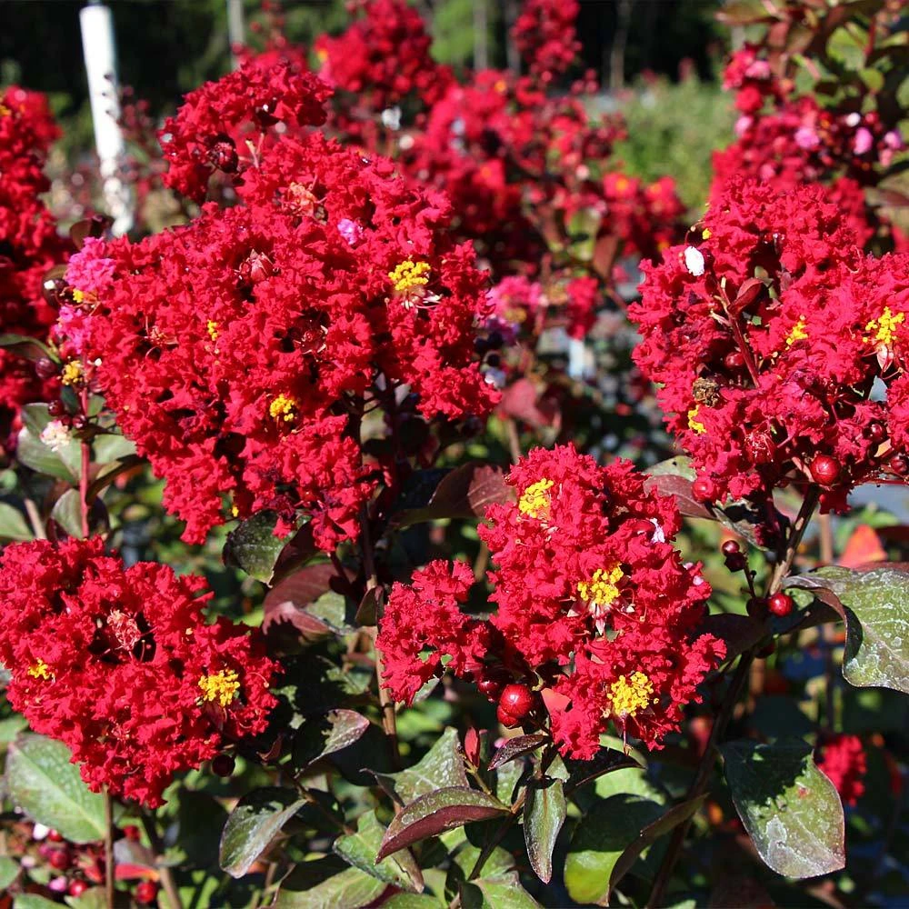 Red Rocket Crape Myrtle - Image 3
