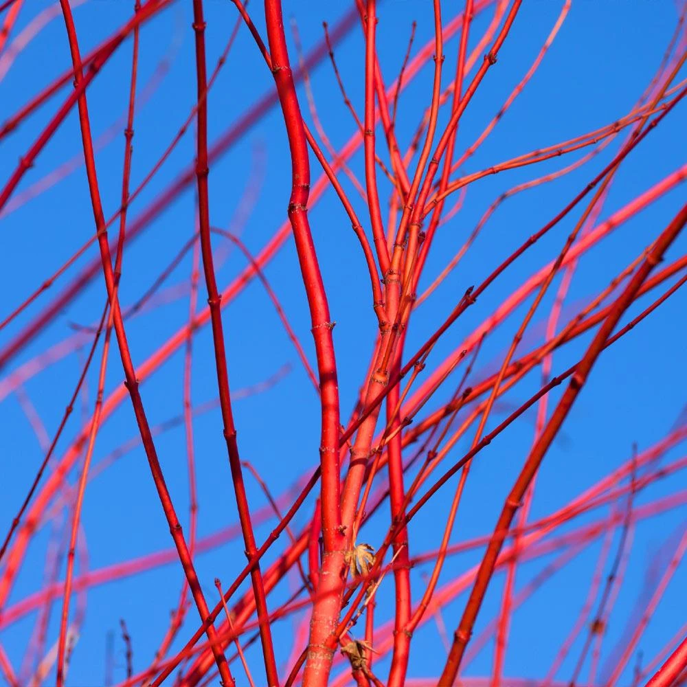 Red Twig Dogwood Shrub - Image 4