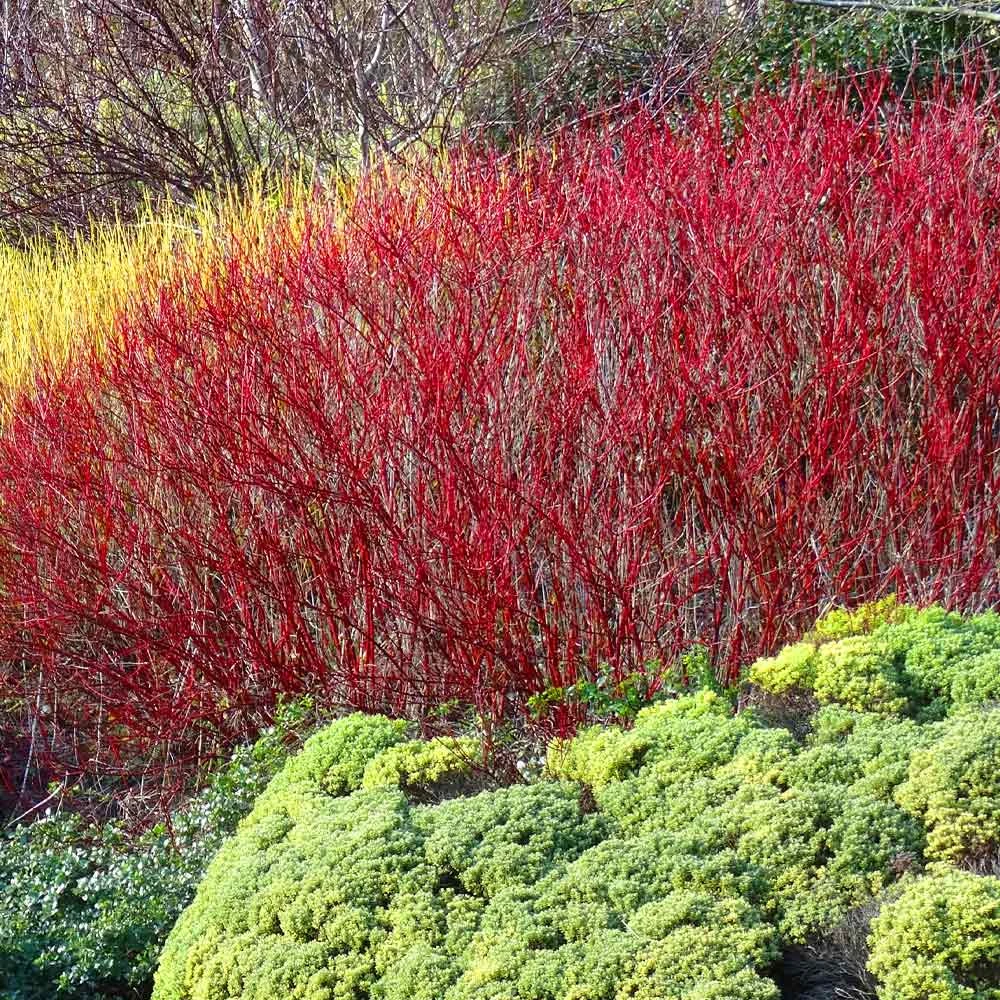 Red Twig Dogwood Shrub - Image 3