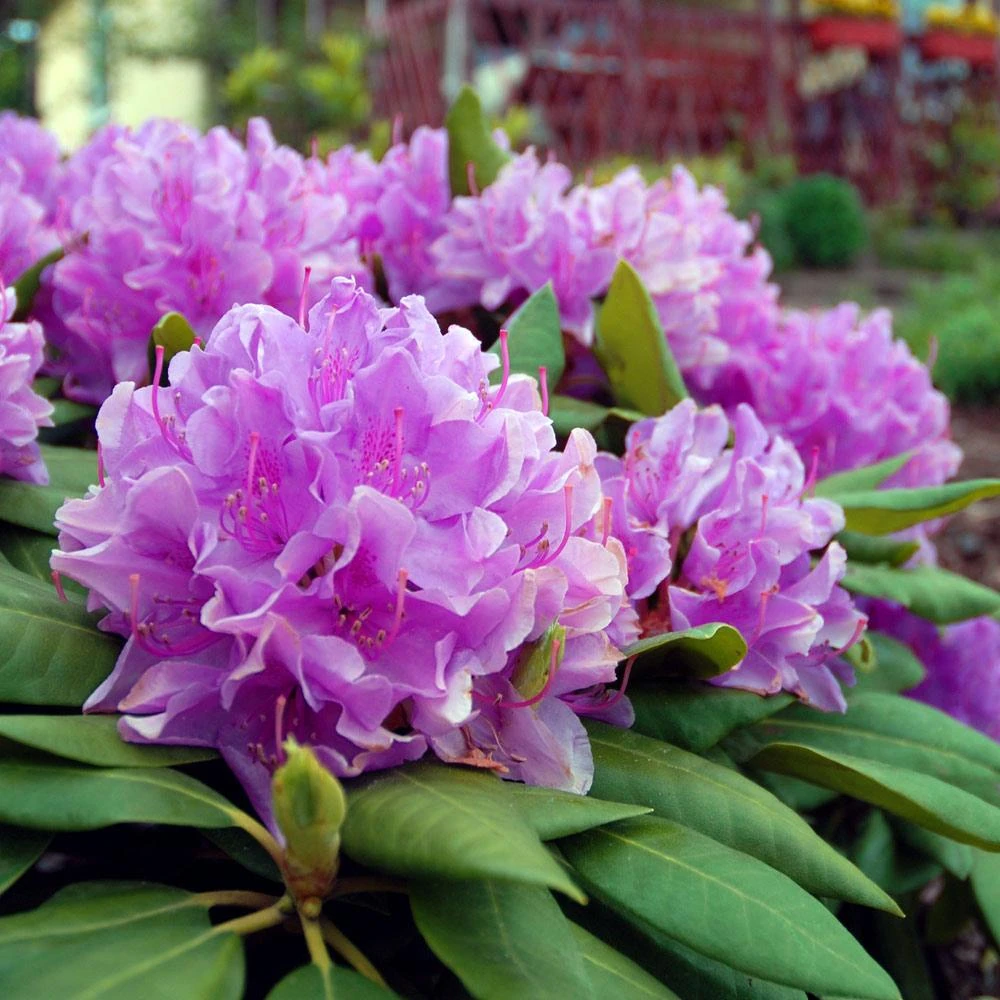 Lavender Rhododendron Shrub - Image 4