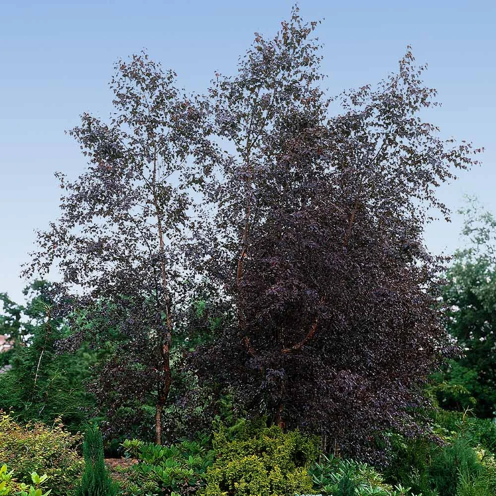 Royal Frost® Birch Tree - Image 2