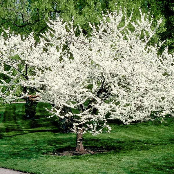 Royal White Redbud Tree