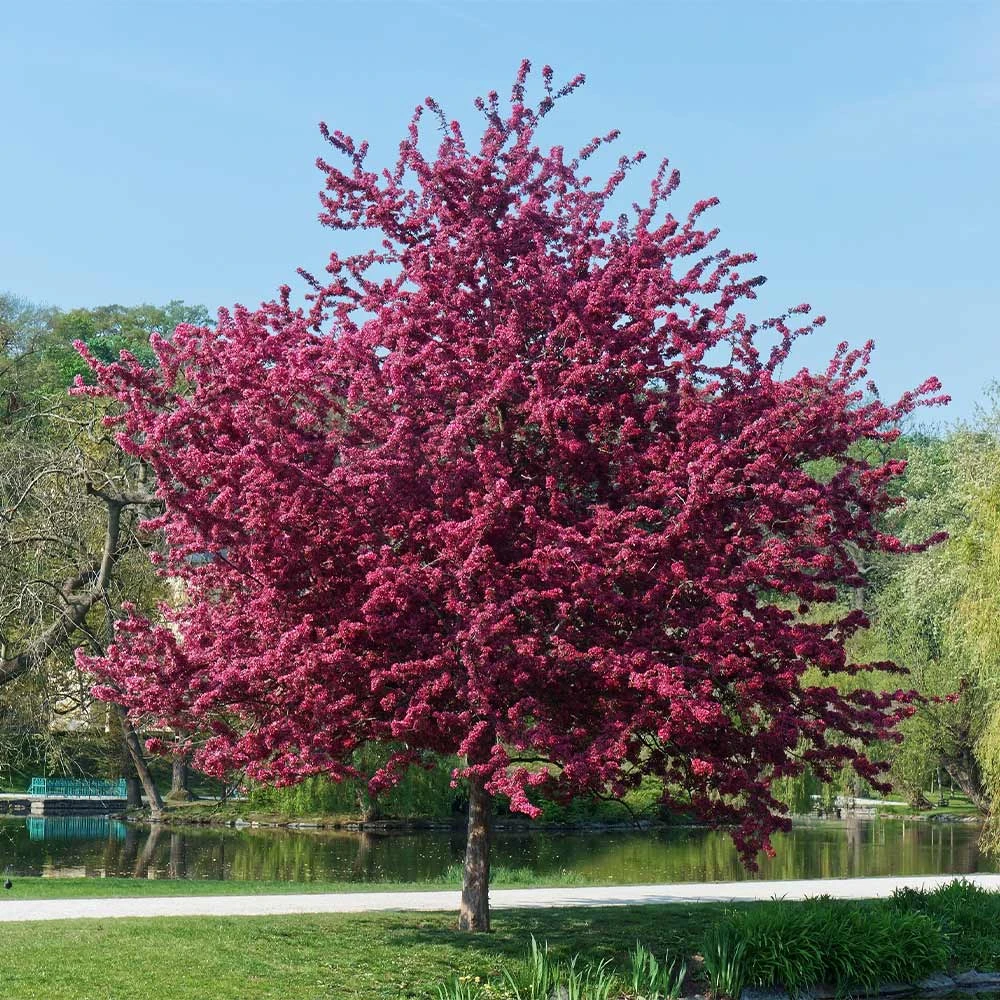 Royalty Crabapple Tree - Image 4
