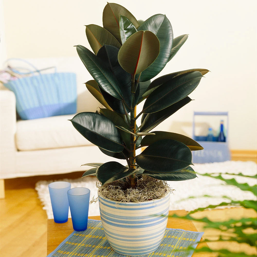 Sunset Hues House Plant Kit - Image 3