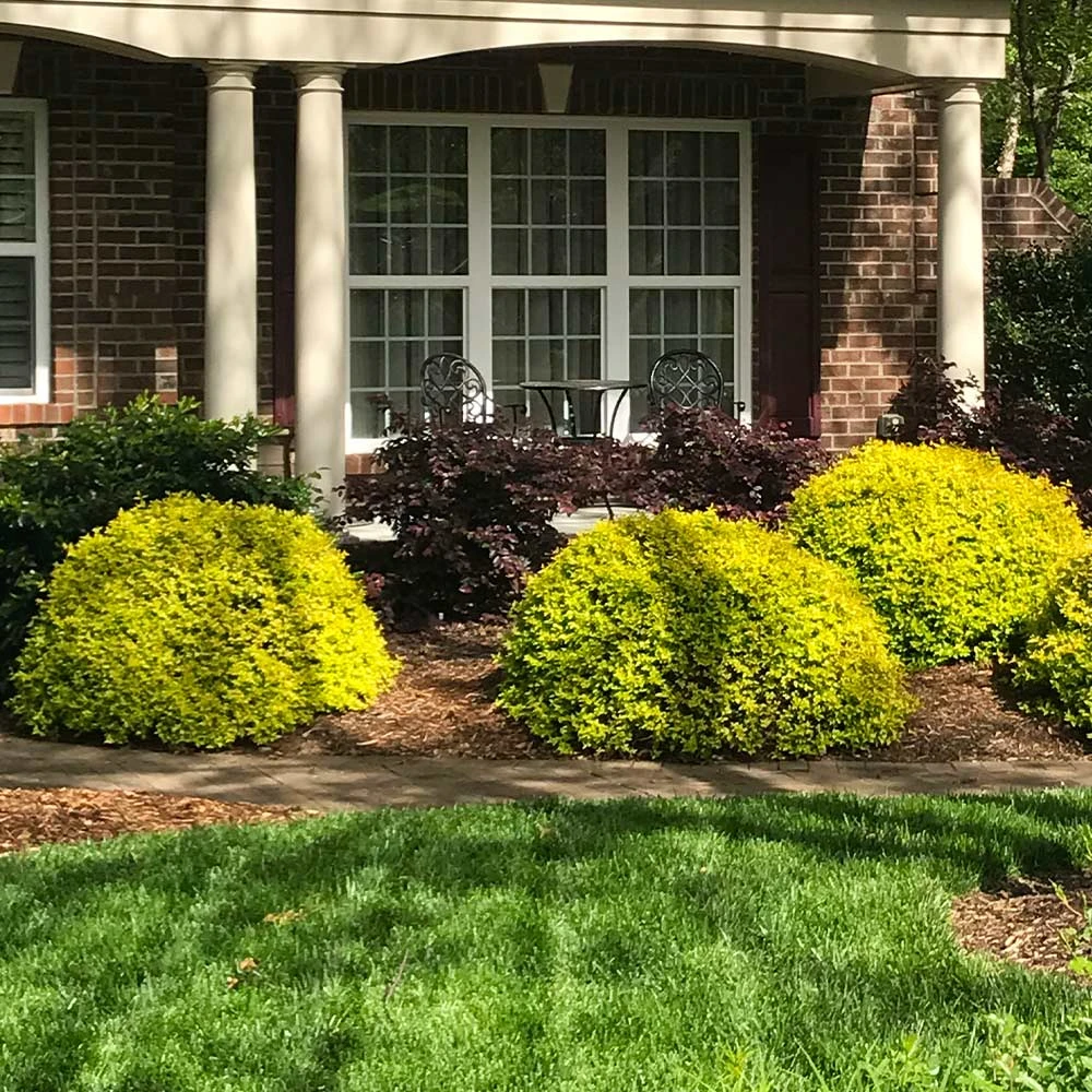 Sunshine Ligustrum Shrub - Image 4