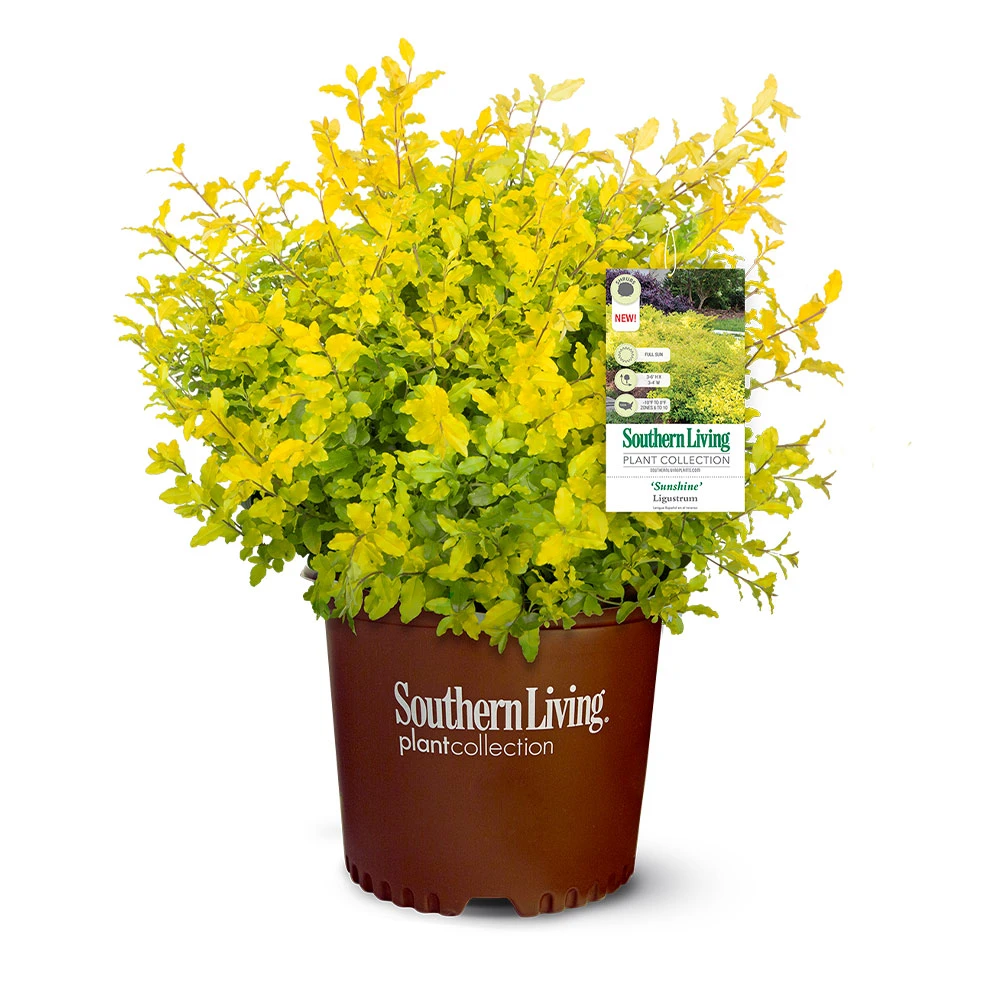 Sunshine Ligustrum Shrub - Image 6