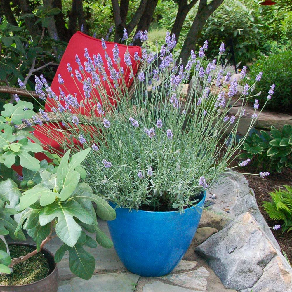 Sensational™ Lavender Plant - Image 5