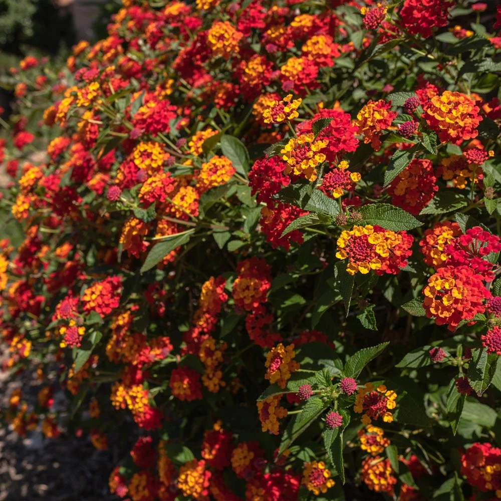 Shazam Lantana - Image 3