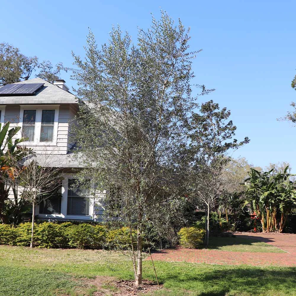 Sikitita Olive Tree - Image 2