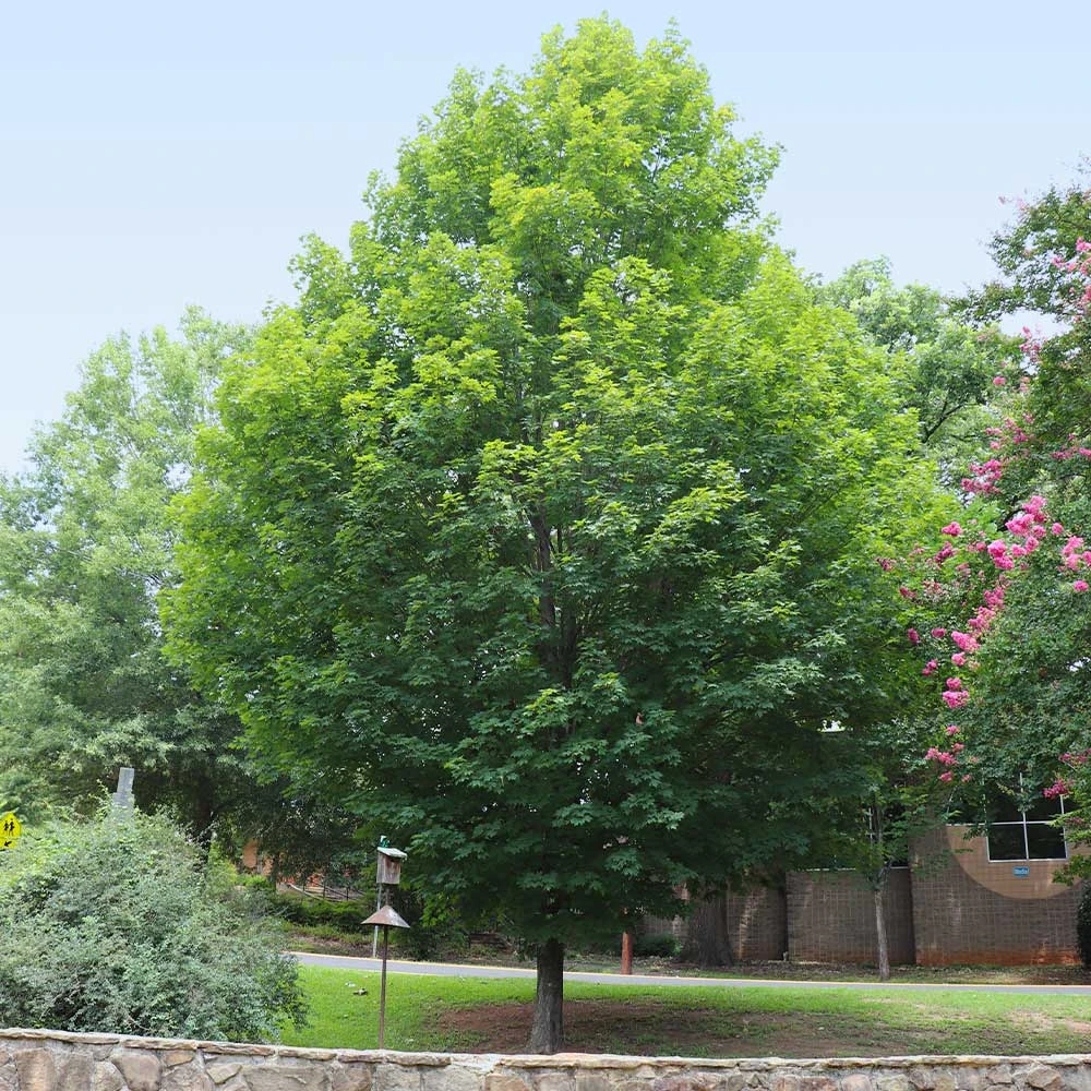 Silver Maple Tree - Image 6