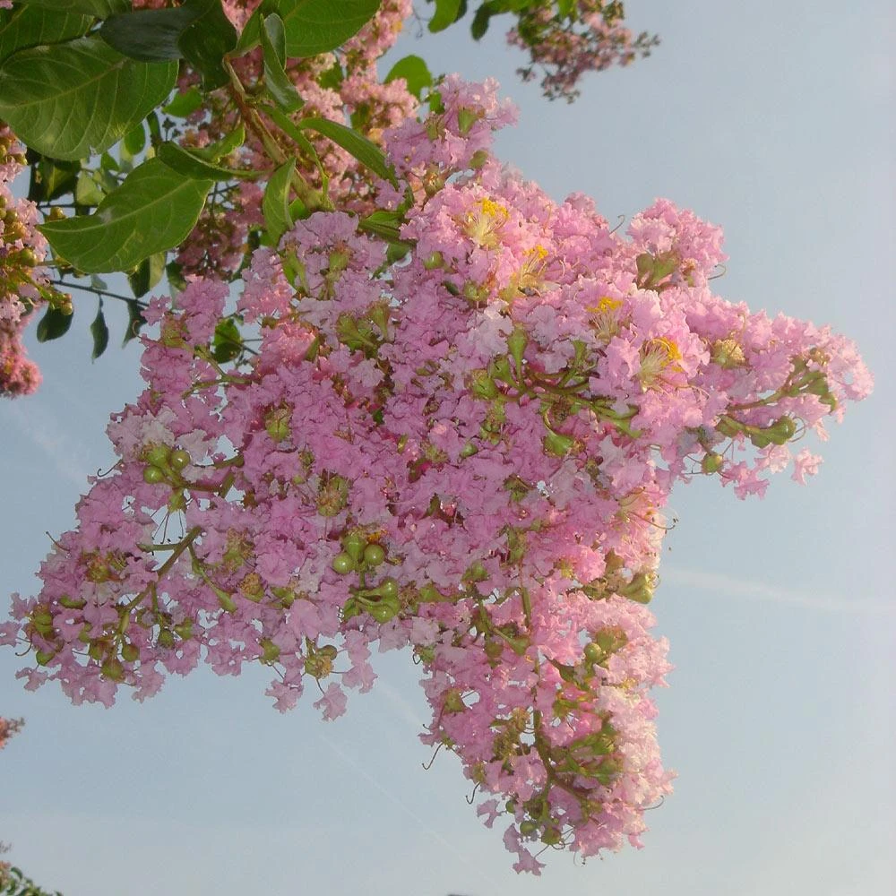 Sioux Crape Myrtle - Image 3