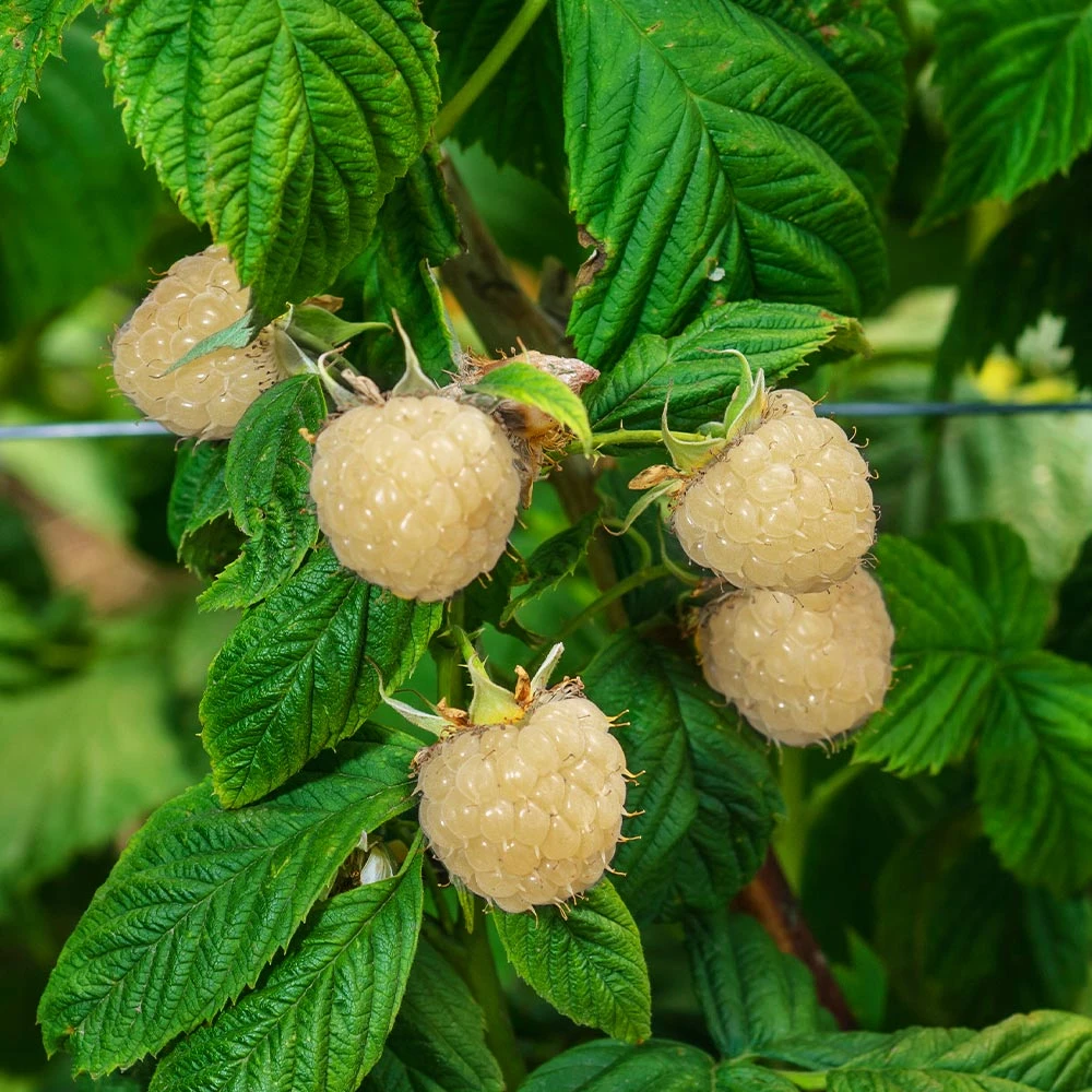 Snowbank White Blackberry Bush - Image 3