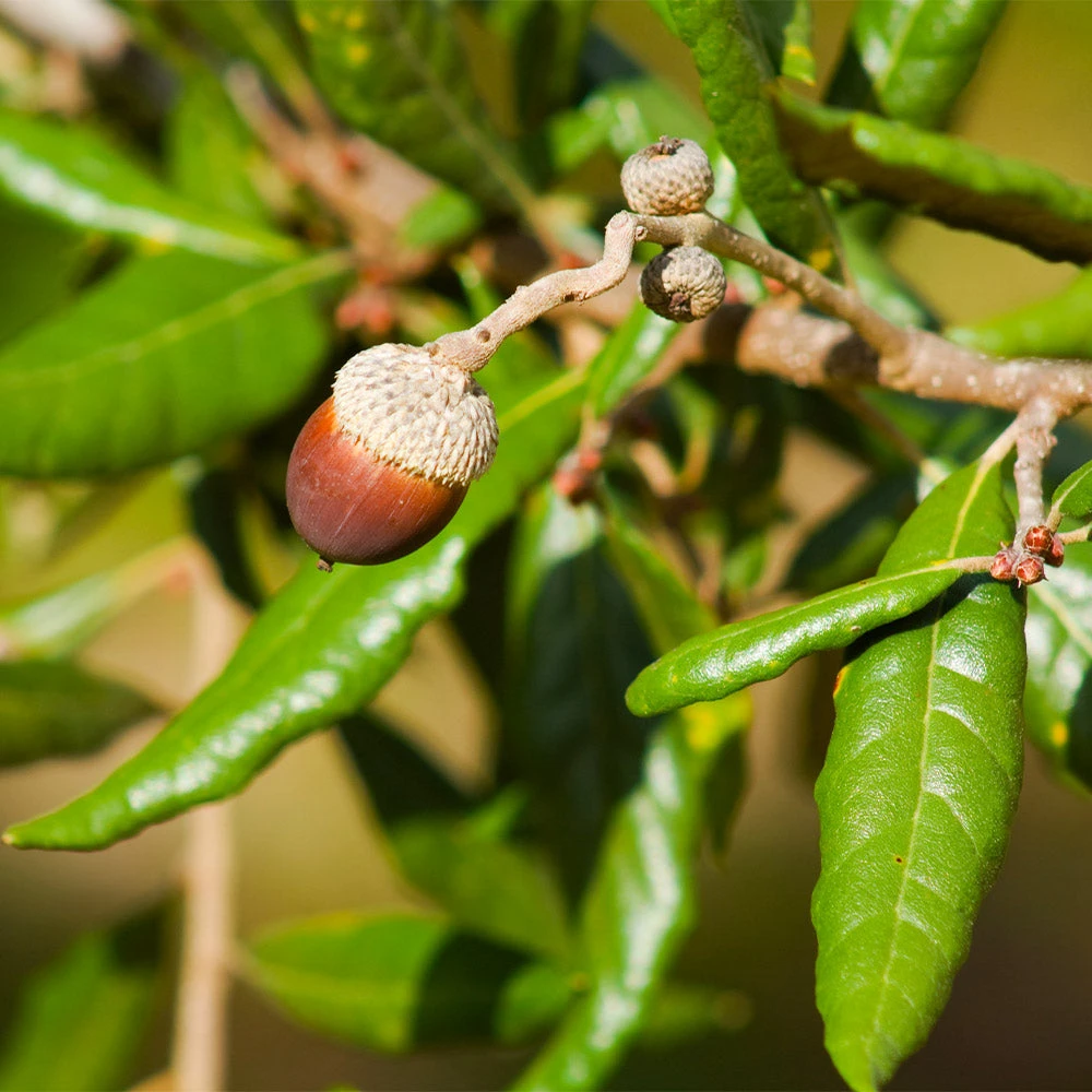 Live Oak Tree - Image 4