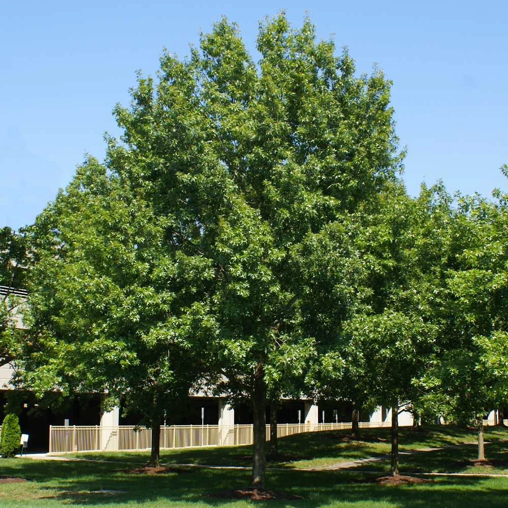 Southern Red Oak Tree - Image 3