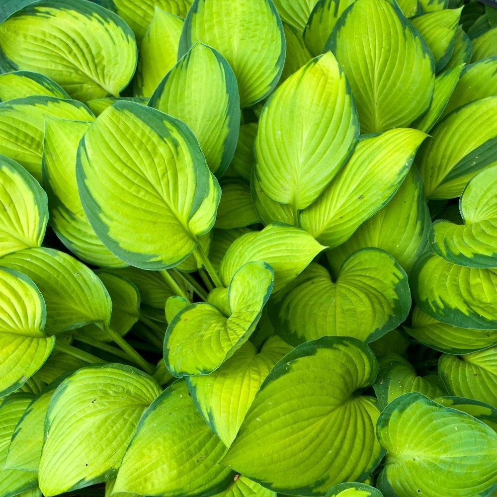 Stained Glass Hosta Plant - Image 2